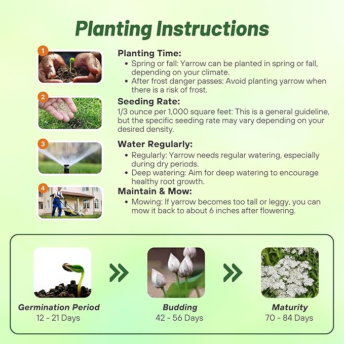 Outsidepride Achillea Millefolium Wild White Yarrow Seeds - 1 Lb. Perennial Flower Seeds, Drought Resistant, Low Maintenance & Easy Planting for Beautiful Garden & Fireflies Attraction