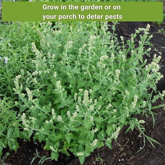 Sow Right Seeds - Pest Deterrent Seed Collection for Planting - Lavender, Catnip, Marigold, Hyssop & Lemon Grass - 5 Packets with Instructions for Home Garden - Natural Solution