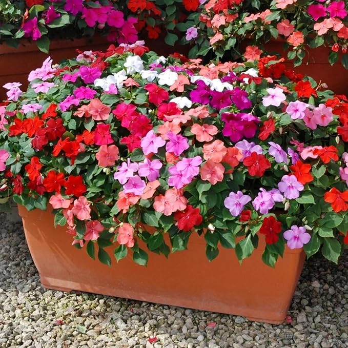 Mixed Impatiens Seeds for Planting - 300 Balsamina Balsam Camellia Impatiens Seeds Annual Flowers for Planting