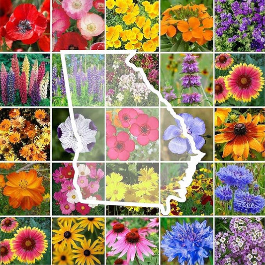 Eden Brothers Georgia Wildflower Mixed Seeds for Planting, 1 lb, 480,000+ Seeds with Cornflower, Cosmos, African Daisy | Attracts Pollinators, Plant in Spring or Fall, Zones 3, 4, 5, 6, 7, 8, 9, 10
