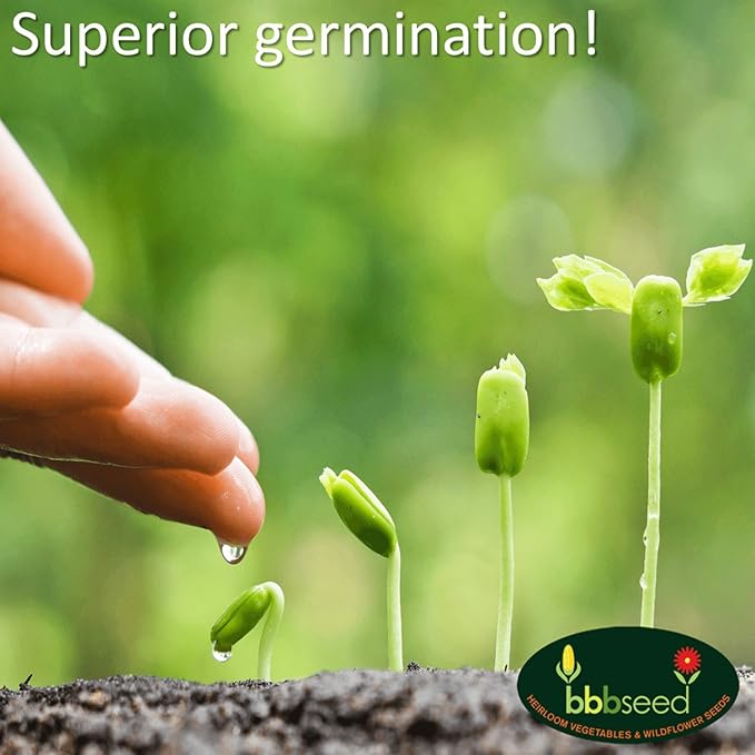 Partial Shade Wildflower Seeds -1 oz, Open-Pollinated Wildflower Seed Mix Packet, No Fillers, Annual, Perennial Wildflower Seeds Year Round Planting - 1 oz