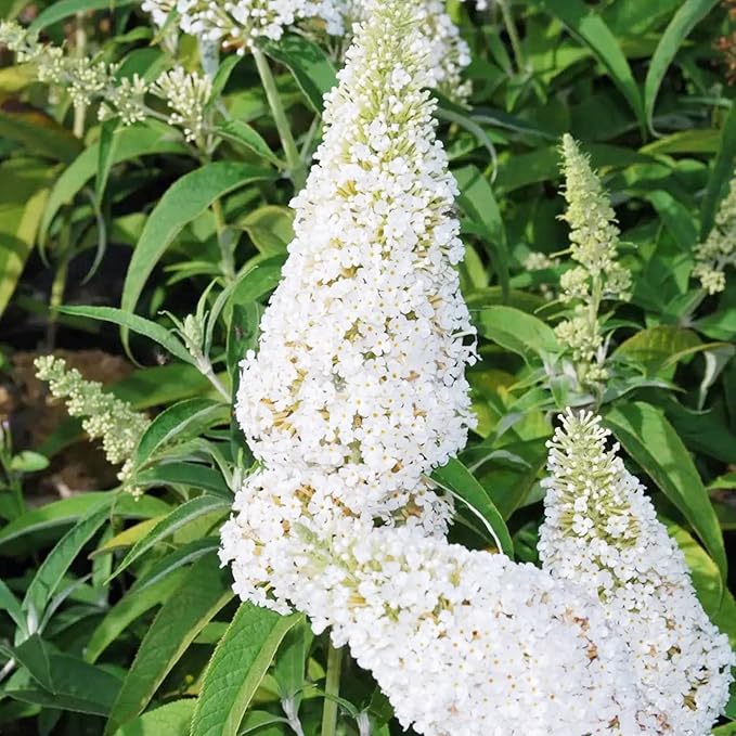 White Butterfly Bush Seeds Buddleia Davidii Perennial Deciduous Shrub Attracts Butterflies Low Maintenance Fast Growing Patio Bed Outdoor 50Pcs Flower Seeds by YEGAOL Garden