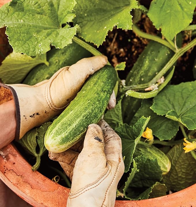 Burpee 'Bush Champion' Slicing Cucumber Seeds, 60 Non-GMO seeds, Container Friendly, Burpee Exclusive