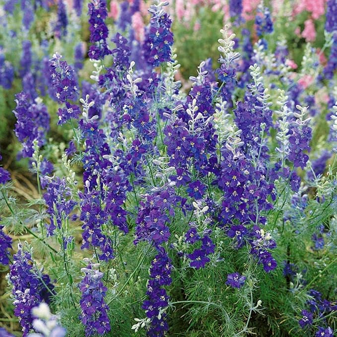 Outsidepride 2000 Seeds Delphinium Blue Larkspur Flower Seeds for Planting
