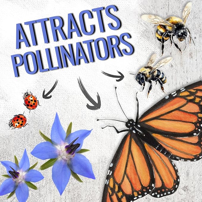 Seed Needs Blue Borage Seeds for Planting - Heirloom, Non-GMO & Untreated - Blue Star Flowers to Attract Bees, Butterflies & Other Pollinators (5 Packs)