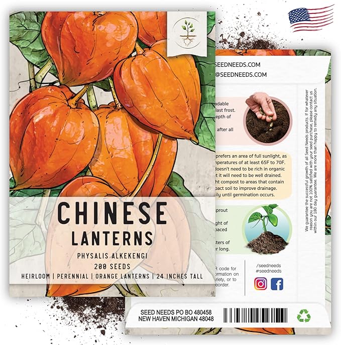 Seed Needs, Chinese Lantern Seeds - 200 Heirloom Seeds for Planting Physalis Alkekengi - Orange Ornamental Pods, Perfect for Pots & Containers (5 Packs)