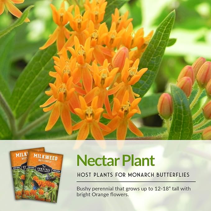 Butterfly Milkweed Seeds for Planting - 2 Packs with Instructions to Grow Asclepias Tuberosa - Attract Butterflies & Help Conservation - Non-GMO Heirloom Open-Pollinated - Survival Garden Seeds