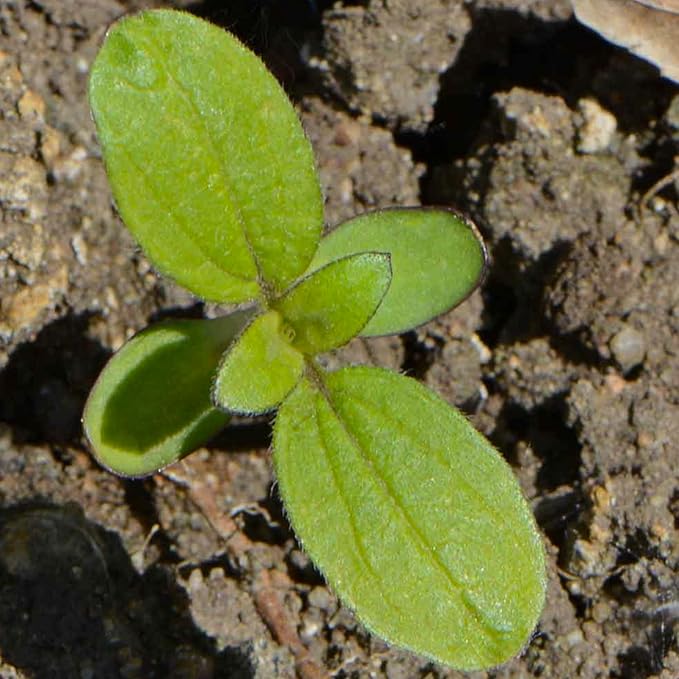 Seed Needs, Red Sun Sunflower Seeds - 120 Heirloom Seeds for Planting Helianthus annuus - Great Cut Flowers, Attracts Butterflies/Pollinators (5 Packs)