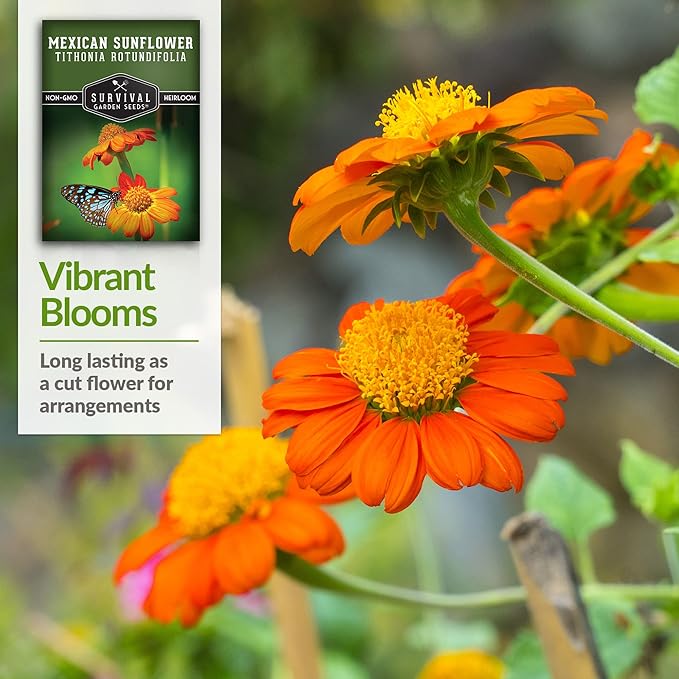 Survival Garden Seeds - Mexican Sunflower Seed for Planting - 2 Packs with Instructions to Plant and Grow Tithonia Rotundifolia in Your Home Vegetable or Flower Garden - Non-GMO Heirloom Variety