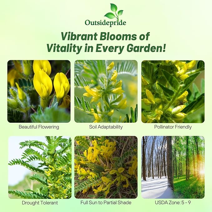 Outsidepride 200 Seeds Perennial Astragalus Milk Vetch Herb Garden Seeds for Planting