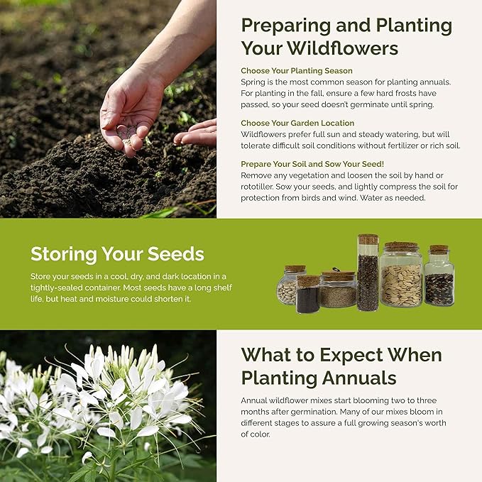 Eden Brothers Vintage Lace Flower Mixed Seeds for Planting, 1 lb, 480,000+ Seeds with Cosmos Gloria, Bishop's Flower, Snapdragon | Attracts Pollinators, Plant in Spring, Zones 3, 4, 5, 6, 7, 8, 9, 10