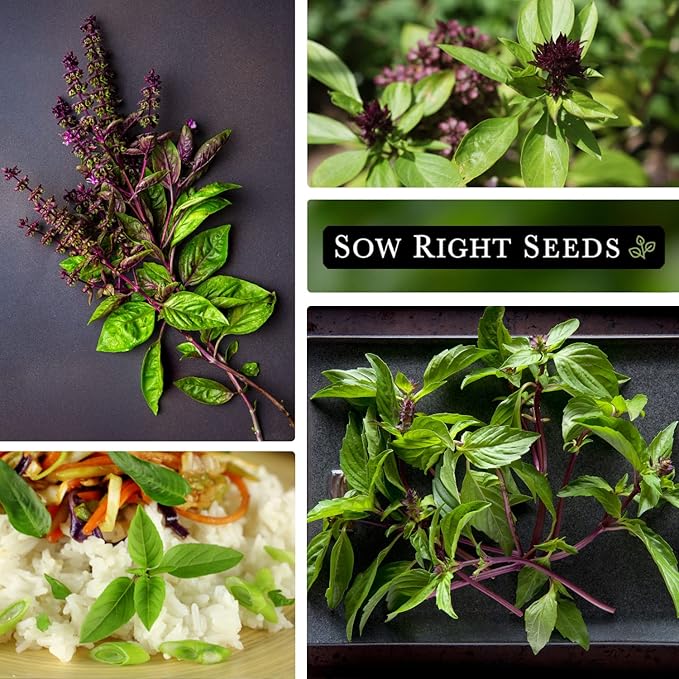 Sow Right Seeds - Sweet Large Leaf Thai Basil Seed for Planting - Non-GMO Heirloom Packet with Instructions to Plant a Kitchen Herb Garden - Indoors or Outdoor - Great for Hydroponic Growing (4)