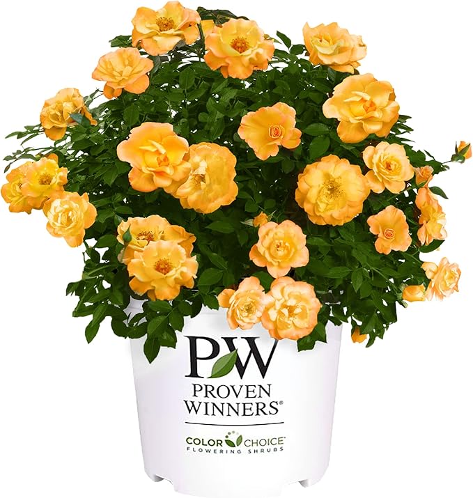 Proven Winners 2 Gallon Sunorita Rose