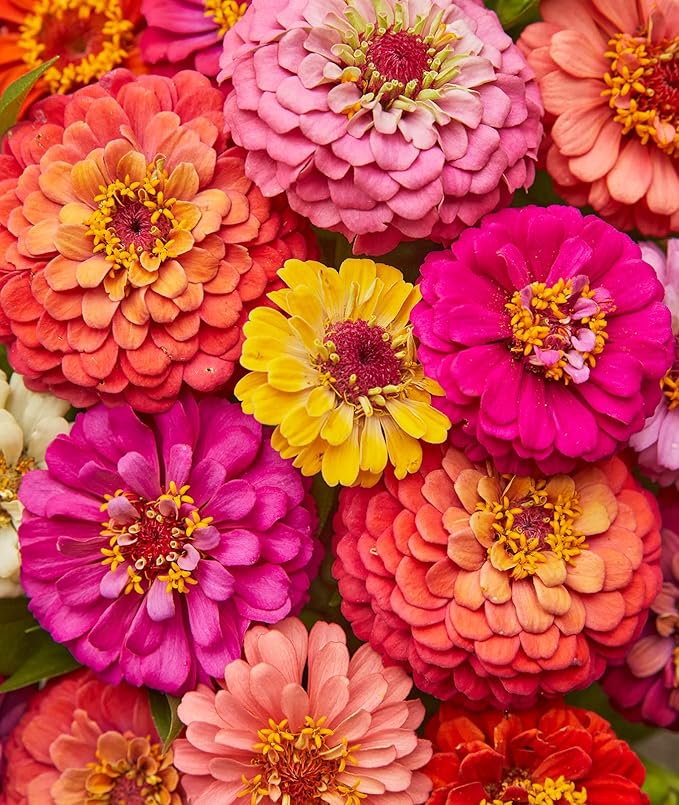 Burpee Cut & Come Again Zinnia Seeds 175 seeds