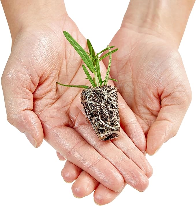 Bonnie Plants Jalapeno Pepper Plug, Live Plant, A Popular Chile Pepper, Full Sun, 3 Cubic in., 6 Pack