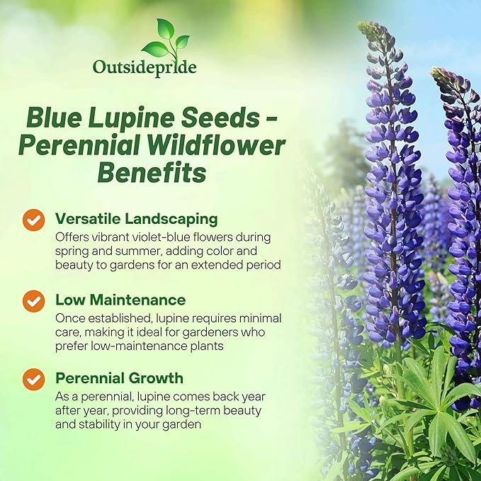 Outsidepride 1/4 lb. Perennial Blue Lupine Flower Seeds for Planting