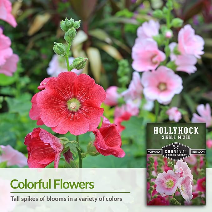 Survival Garden Seeds - Single Mixed Hollyhock Seed for Planting - 3 Packs with Instructions to Plant and Grow Colorful Spikes of Flowers in Your Home Vegetable Garden - Non-GMO Heirloom Variety