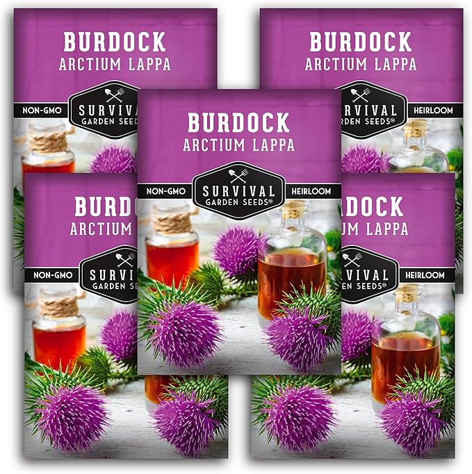 Burdock Seed for Planting - 5 Packets with Instructions to Plant and Grow Burdock Root (GOBO) in Your Home Vegetable Garden - Non-GMO Heirloom Variety- Survival Garden Seeds
