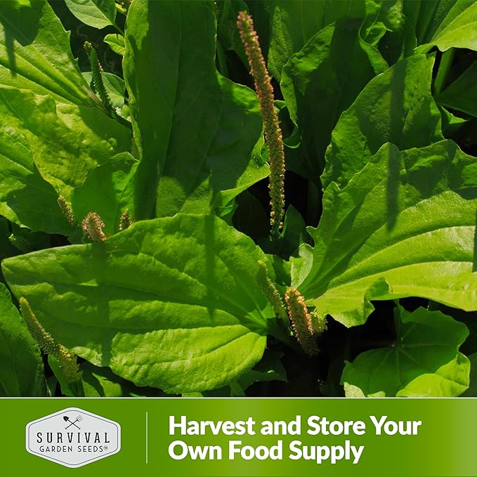 Common Plantain Seeds for Planting - 2 Packets with Instructions to Plant and Grow Plantago Major in Your Home Garden - Non-GMO Heirloom Medicinal Herb - Survival Garden Seeds
