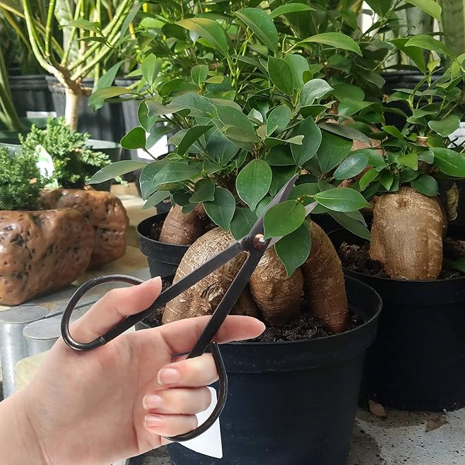 BambooMN 7.2" Black Bonsai Trimming Shear - 1 Piece