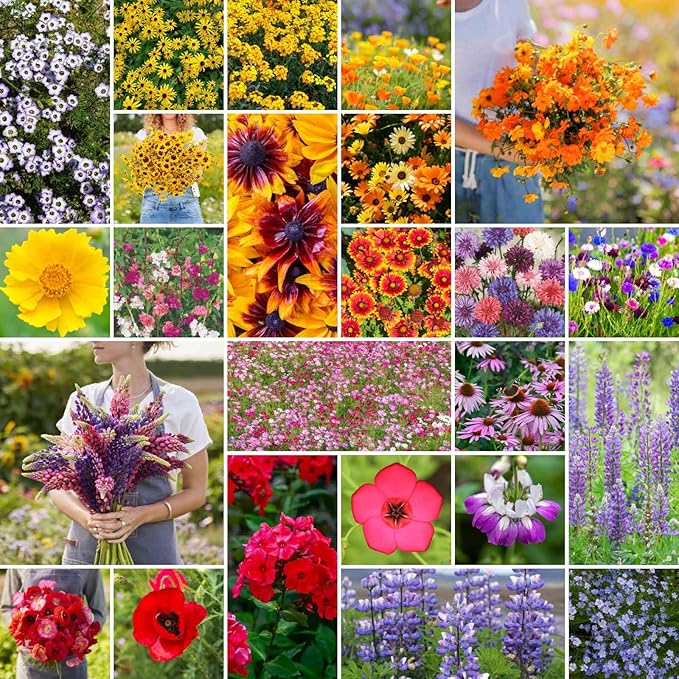 Eden Brothers Southwest Wildflower Mixed Seeds for Planting, 50 lb, 24,000,000+ Seeds with Cornflower, Blanket Flower | Attracts Pollinators, Plant in Spring or Fall, Zones 3, 4, 5, 6, 7, 8, 9, 10