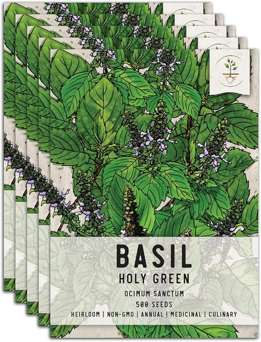Seed Needs, Holy Basil Seeds - 500 Heirloom Seeds for Planting Ocimum Sanctum - Medicinal Tulsi Herb to Plant Indoors or Outdoors, Non-GMO & Untreated (5 Packs)