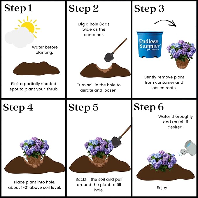 Endless Summer Bloomstruck Hydrangea, 2 gal. Pink and Purple Blooms