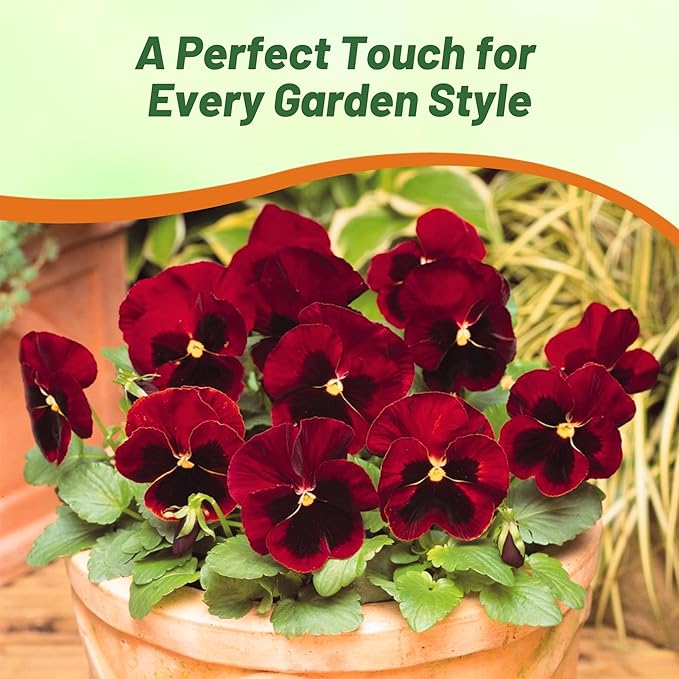 Outsidepride 2000 Seeds Viola Pansy Red Alpenglow Flower Seeds for Planting