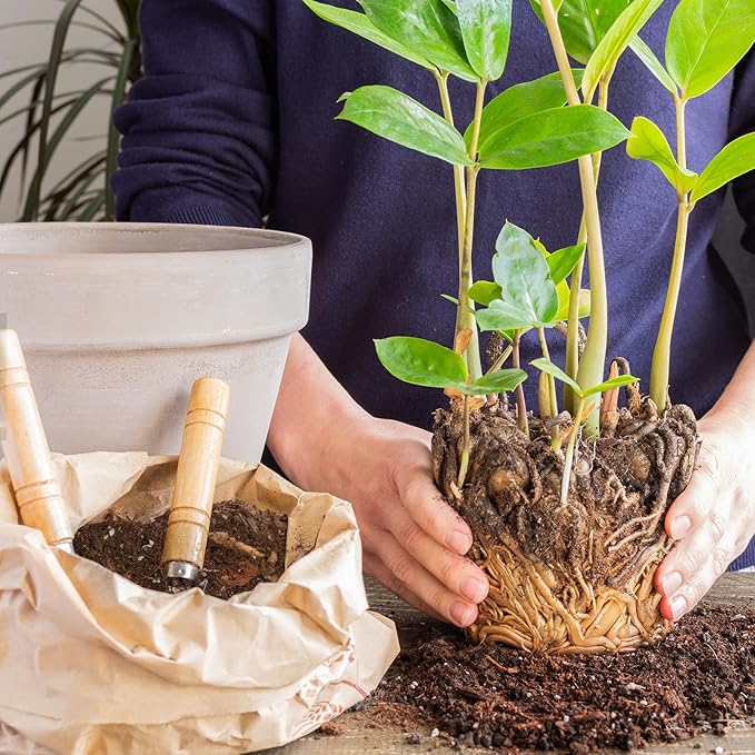 Organic Money Tree Soil Mix 1qt, Indoor Plants Potting Mix for All Potted Money Tree, Grow Healthy houseplants Indoors