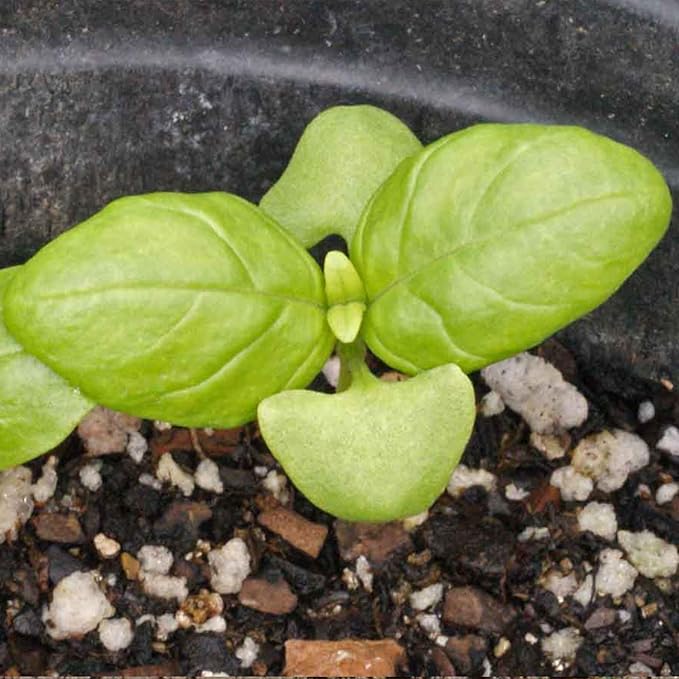 Seed Needs Italian Large Leaf Basil Seeds for Planting - Non-GMO, Heirloom & Untreated - Organically Grow an Indoor or Outdoor Home Grown Herb Garden (1 Pack)