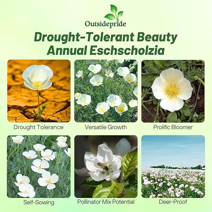 Outsidepride 1/4 lb. Annual Eschscholzia California Poppy White Linen Wild Flower Seeds