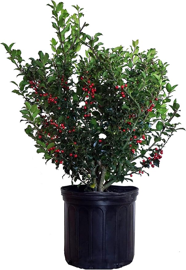 Ilex X meserveae 'Berryific' (Holly) Evergreen, Male & female in same pot, #3 - Size Container