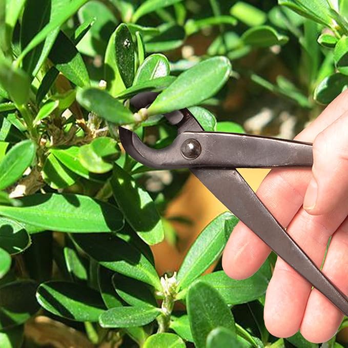 BambooMN Bonsai Basics Set - 8" Concave Cutter, 7" Heavy Duty Shear - 30 Sets