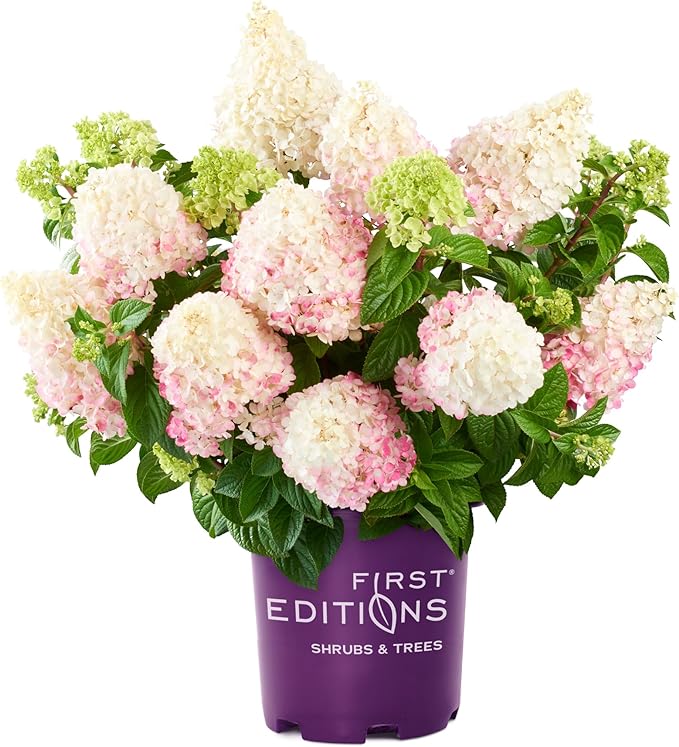 3 Gallon First Editions Hydrangea Vanilla Strawberry Shrub
