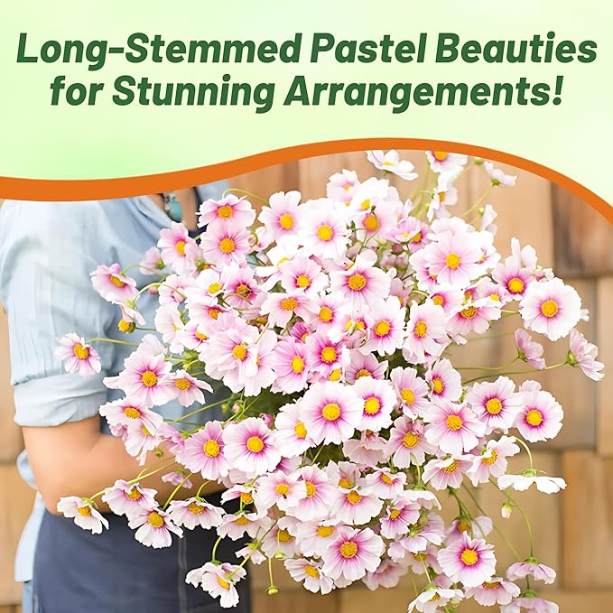 Outsidepride 2000 Seeds Annual Cosmos Bipannatus Day Dream Pink Cut Flower Seeds for Planting