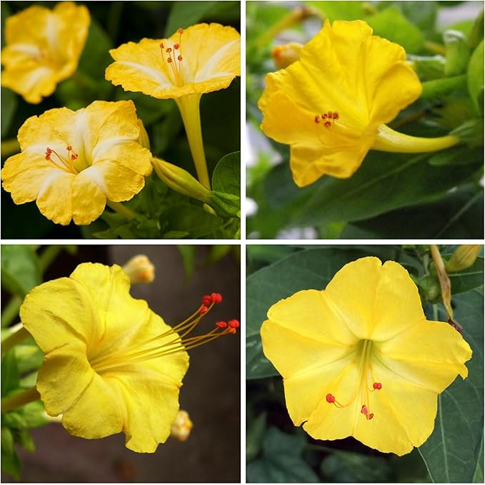 Seed Needs, Yellow Four O' Clock Seeds - 60 Heirloom Seeds for Planting Mirabilis Jalapa - Tender Perennial Flowers to Attract Butterflies, Hummingbirds & Other Pollinators (2 Packs)