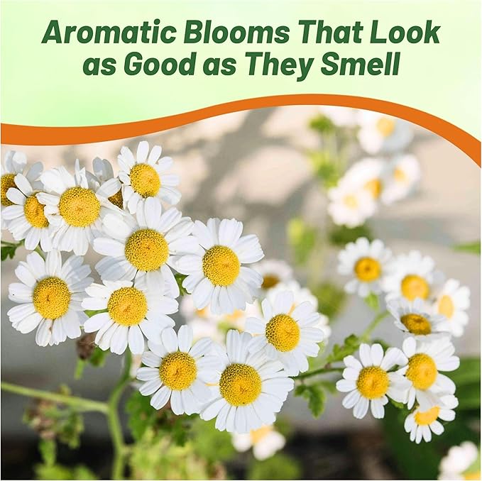 Outsidepride 50000 Seeds Perennial Roman Chamomile Herb Garden Seed for Planting