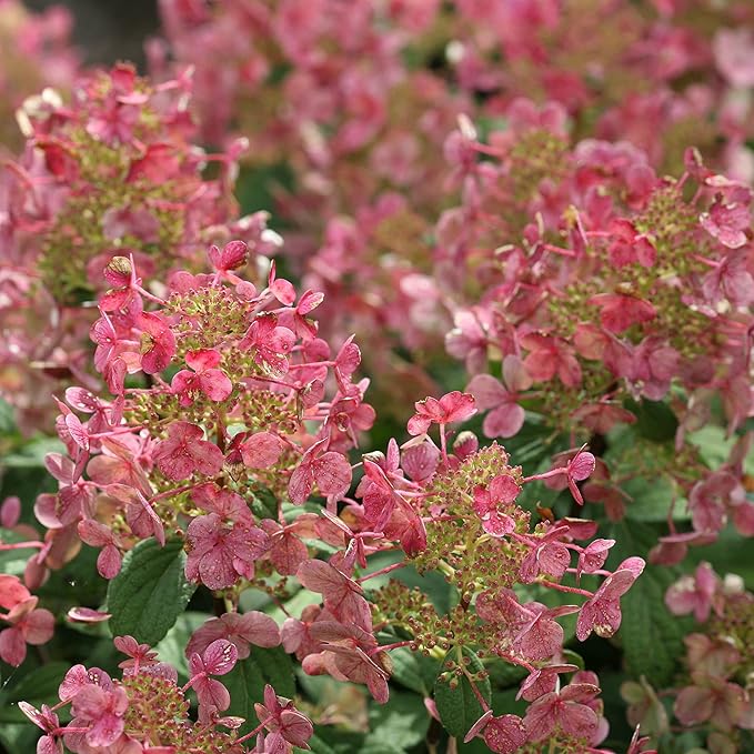 2 Gal Proven Winners Little Quick Fire Hydrangea, Rich Pink and Creamy White