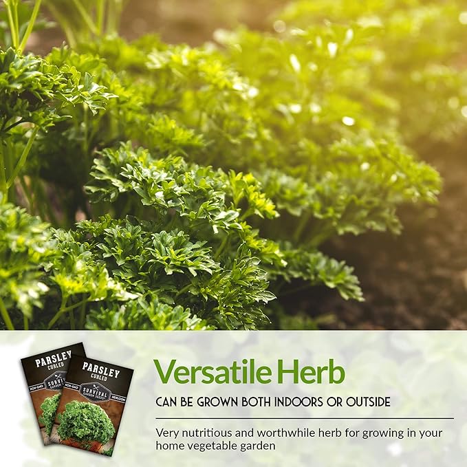 Survival Garden Seeds - Curled Parsley Seed for Planting - 2 Packs with Instructions to Plant and Grow Nutritious Curly Parsley Herb Plants in Your Home Vegetable Garden - Non-GMO Heirloom Variety