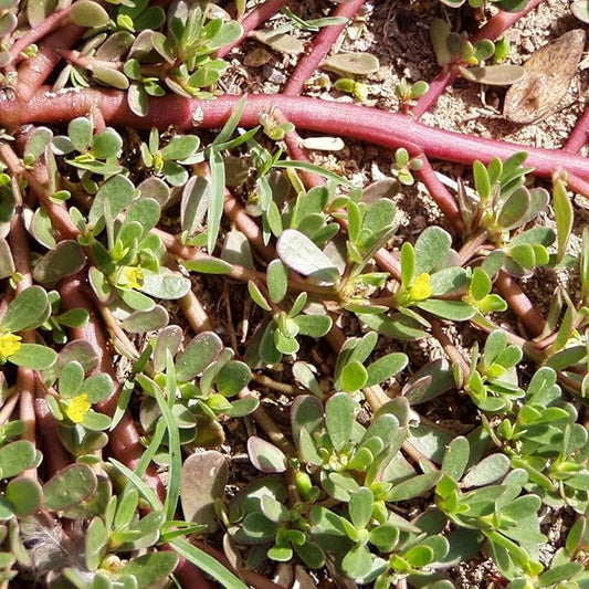 Portulaca Oleracea Seeds Purslane, Verdolaga Succulent Annual Culinary Uses Rich in Vitamins Hardy Drought Tolerant Garden Outdoor 3000Pcs Herb Seeds by YEGAOL Garden