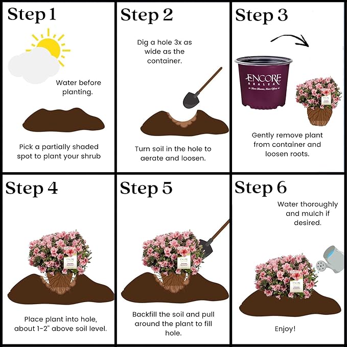 2 Gallons Encore Azalea Autumn Sunburst Azalea