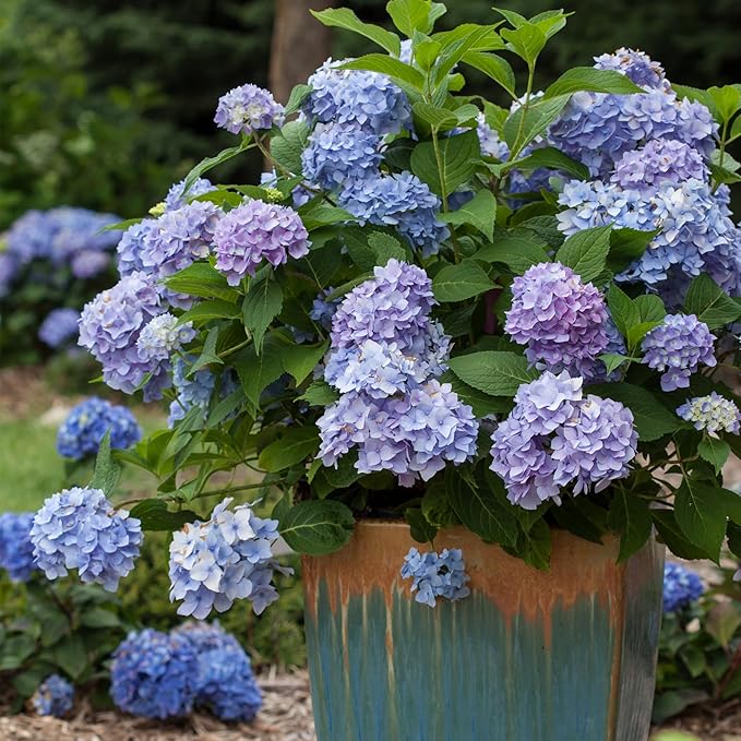 Endless Summer Original Hydrangea, 2 Gal, Pink and Blue Blooms