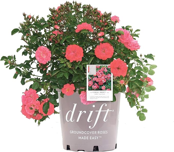 Drift Roses - Rosa Coral Drift (Rose) Rose, coral flowers, #2 - Size Container