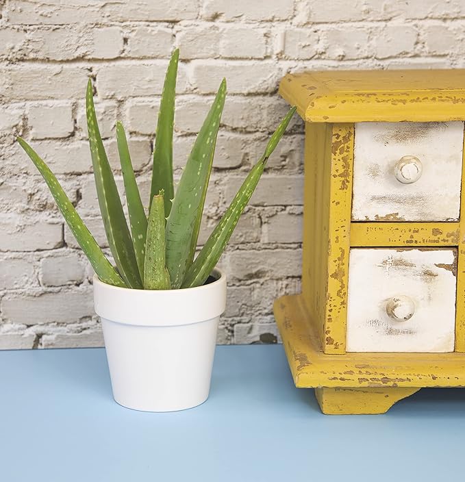Aloe Vera Plant Live Succulent Plants, Live Aloe Plant in White Planter, Live Aloe Vera Plant Succulents, Aloe Plants Live Indoor Plants, Live Aloe Vera Plant Indoor House Plants by Plants for Pets