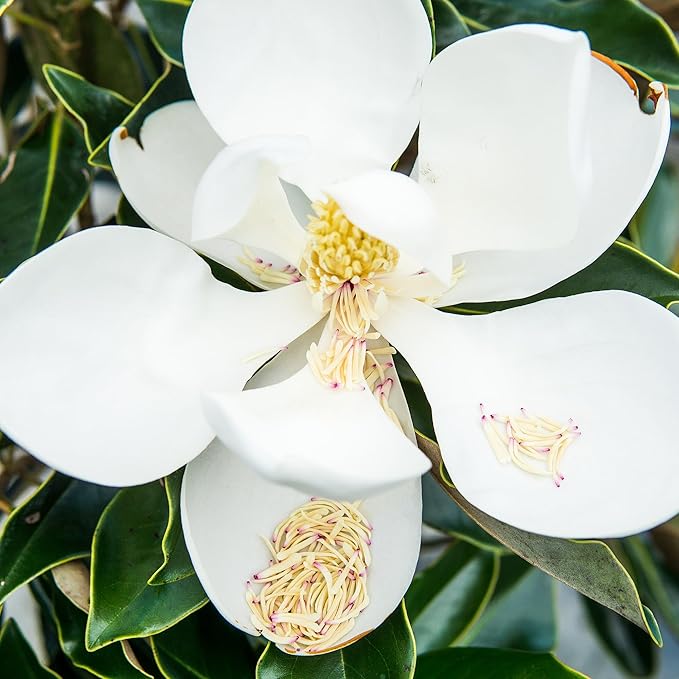 Perfect Plants Little Gem Magnolia 1-2ft Tall in Grower's Pot | Massive Fragrant Late Spring Blooms | Low Maintenance Southern Evergreen