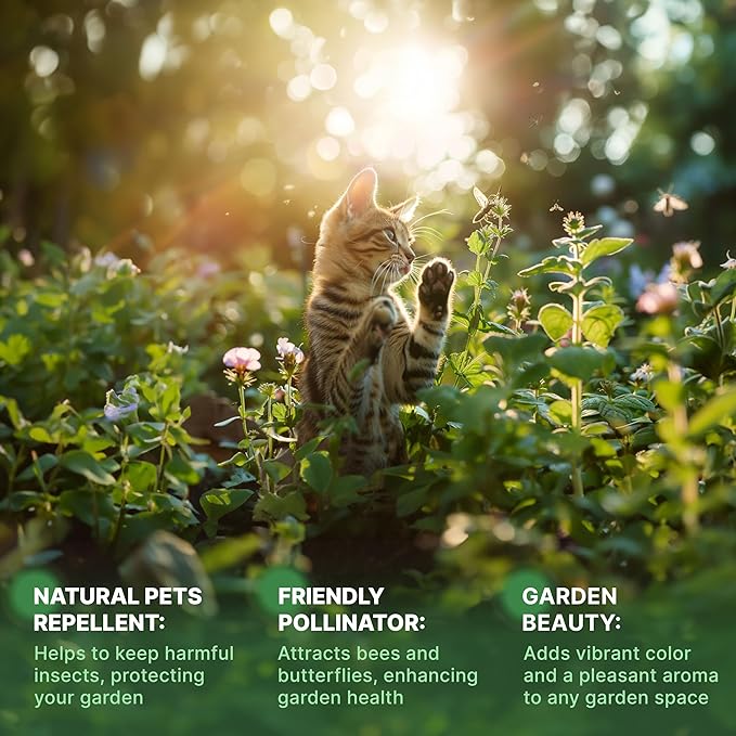 Catnip Seeds Pack 3G - Over 5,200 Non-GMO Heirloom Catnip Seeds for Cats in Individual Seed Packet, Seeds for Planting Herbs Indoors & Outdoors, Plants for Cats, Growing Fresh Catnip for Cat Health