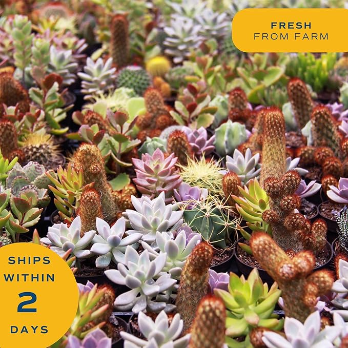 Costa Farms Live Plant Gift Box, Succulent Live Indoor Houseplant, Perfect Birthday and Holiday Gift, Includes Mini Succulent, Insulated Tumbler, Soy Candle, Collectible Sticker, Cute Room Decor