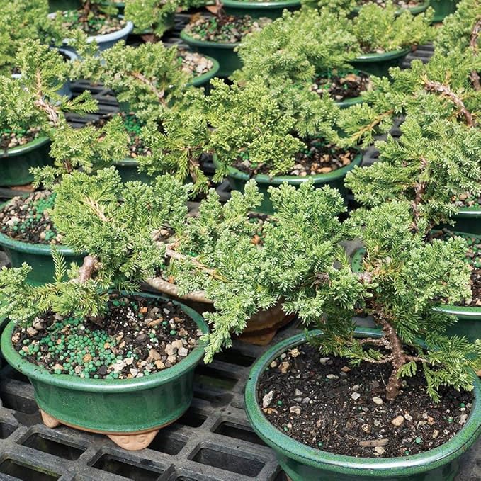 Brussel's Bonsai Live Green Mound Juniper Outdoor Bonsai Tree-3 Years Old 4" to 6" Tall with Decorative Container-Not Sold in California, Blank