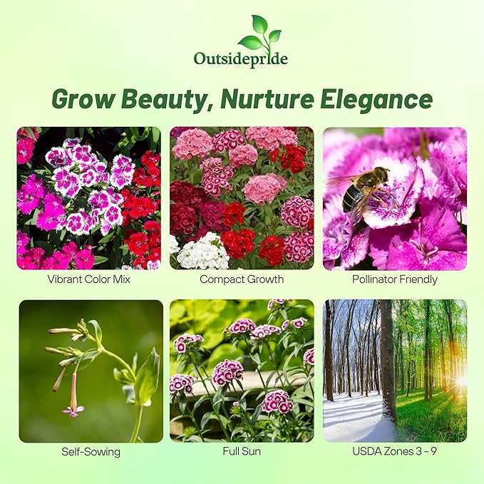 Outsidepride Sweet William Dianthus Seeds - 5000 Pcs. Perennial, Winter Hardy Wildflower Seeds w/Fragrant & Vibrant Blooms, Ideal for Pollinator Gardens, Cut Flowers & Colorful Landscaping