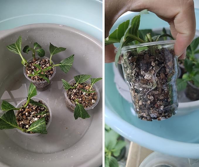 50QT Organic Vermiculite Granules for Plants and Gardening